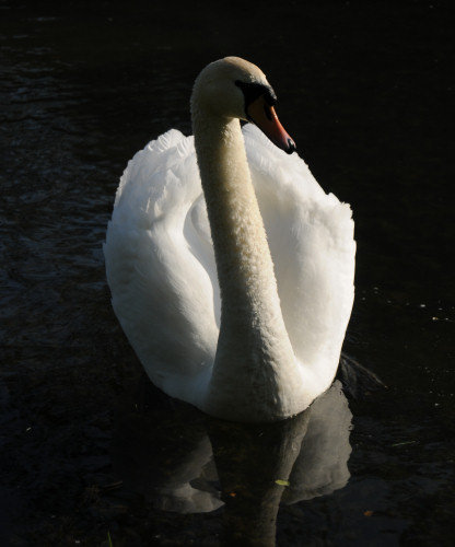Swan on the River Lathkill